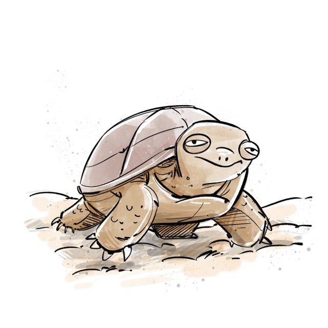 Desert tortoise representing steady, timely notifications and patience